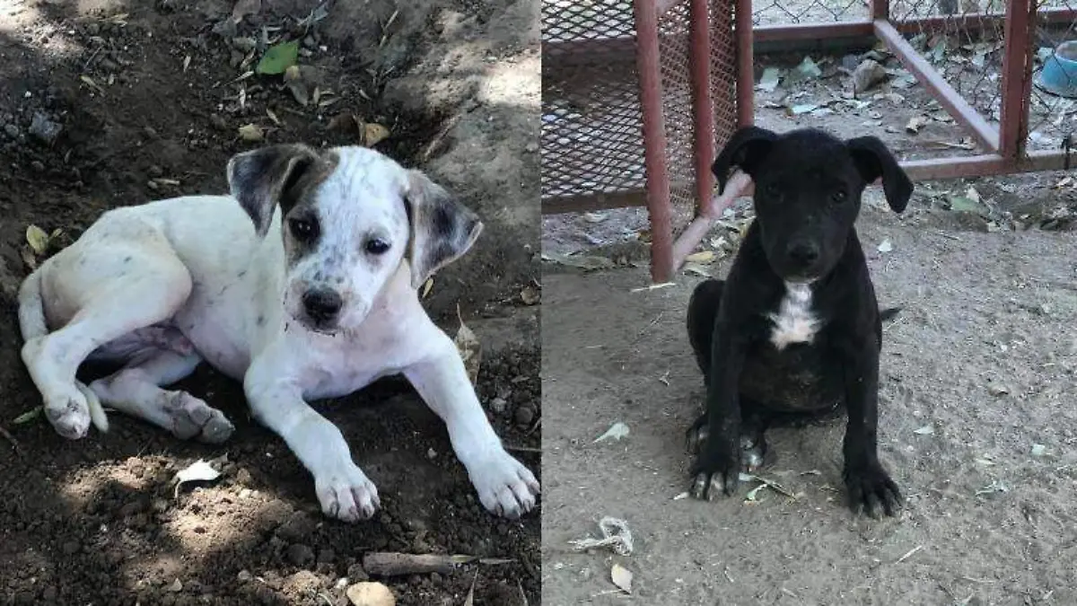 Son un total de 14 perritos que fueron rescatados los que ahora tienen una segunda oportunidad para ser felices en Nuevo Laredo Facebook @